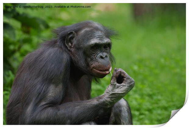 Bonobo Ape Portrait Print by rawshutterbug 
