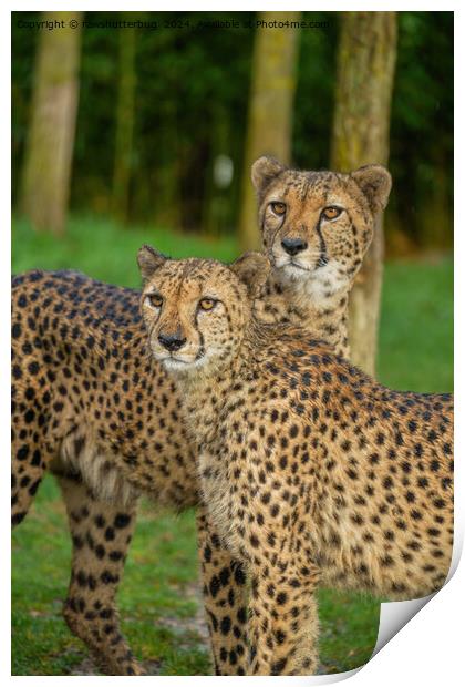 Cheetah Duo Print by rawshutterbug 