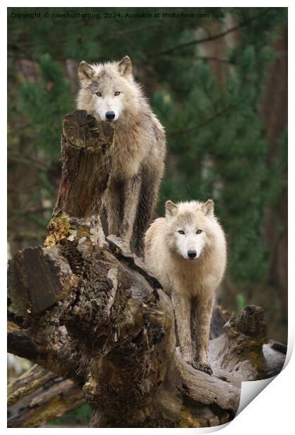 White Wolves' Realm Print by rawshutterbug 