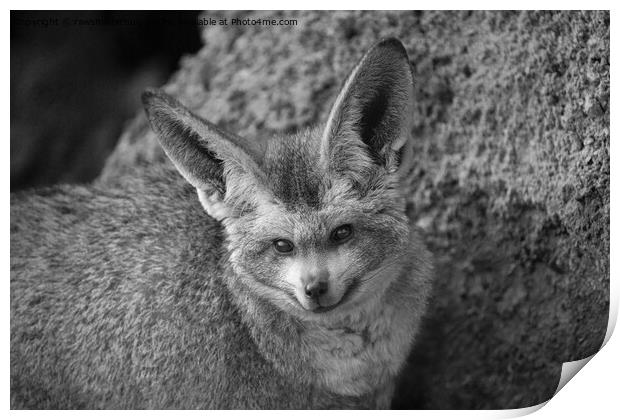 Nocturnal Whispers - The Bat-Eared Fox Print by rawshutterbug 