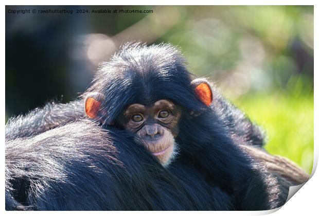 Baby Chimpanzee's Journey Print by rawshutterbug 