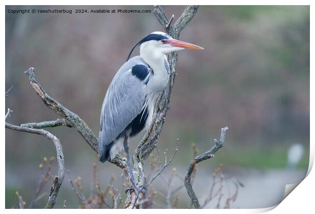 Solitary Watcher Grey Heron Print by rawshutterbug 