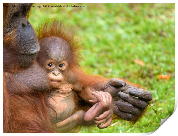 Cherished Orangutan Mother's Cuddle Print by rawshutterbug 