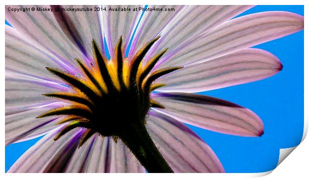 In The Shade Of An African Daisy Print by rawshutterbug 