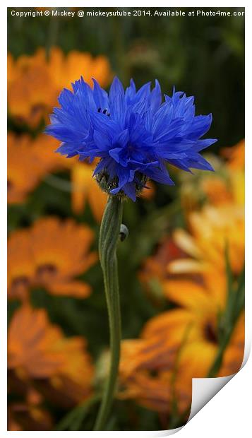 Blue Cornflower Print by rawshutterbug 