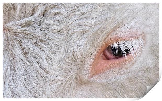 Cow's Eye Lash Print by rawshutterbug 