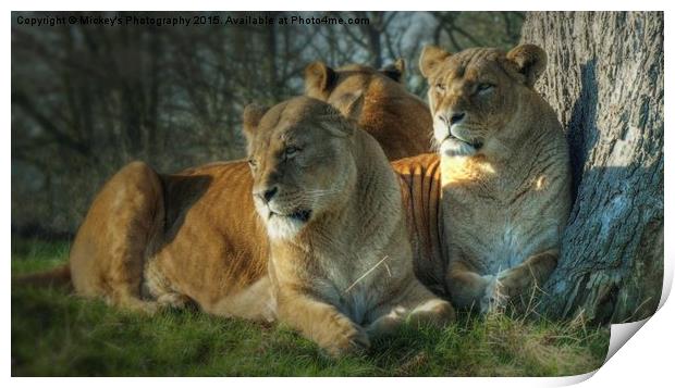   Pride Of Lionesses Print by rawshutterbug 