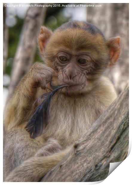 Baby Barbary Monkey  Print by rawshutterbug 