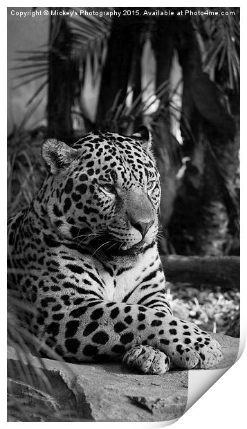  Jaguar Mono  Print by rawshutterbug 