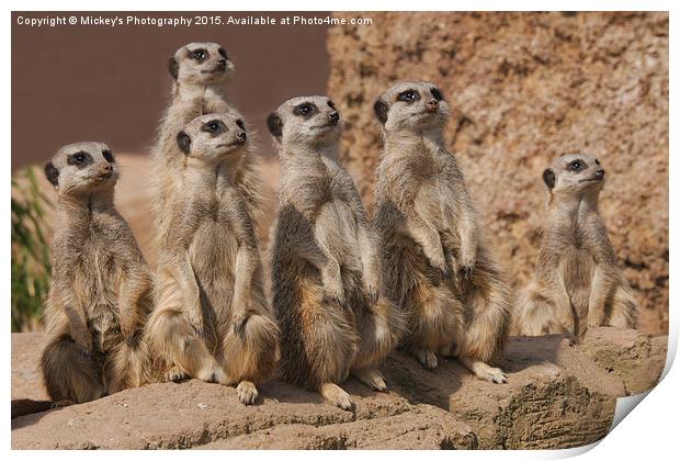 Meerkat Gang Print by rawshutterbug 