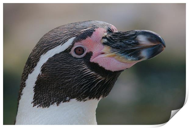  Humboldt Penguin Head Shot Print by rawshutterbug 