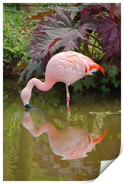 Flamingo Reflection Print by rawshutterbug 