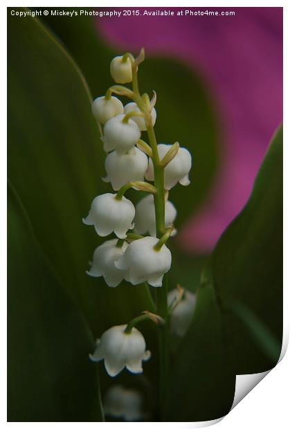 Lily Of The Valley Print by rawshutterbug 
