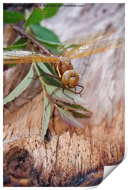  Brown Hawker Print by rawshutterbug 