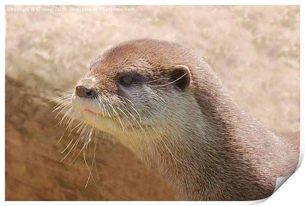 Otterly Close Print by rawshutterbug 