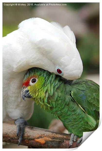 Parrot Cuddle Print by rawshutterbug 