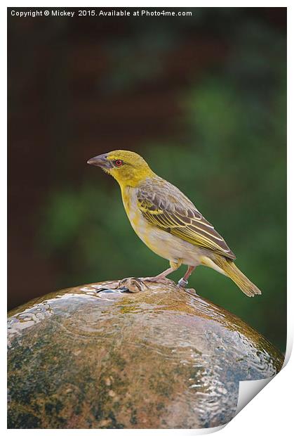 Village Weaver Print by rawshutterbug 