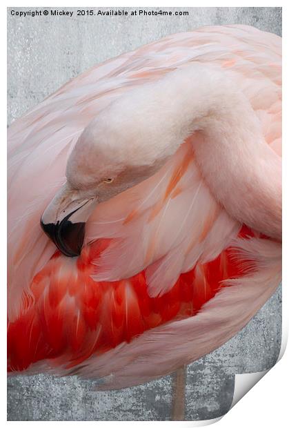 Flamingo Print by rawshutterbug 