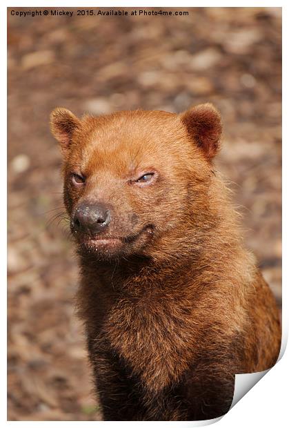 Bush Dog Print by rawshutterbug 