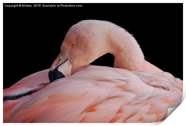 Pink Flamingo Print by rawshutterbug 