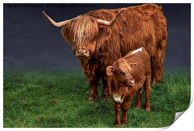 Highland Cattle And Calf Print by rawshutterbug 