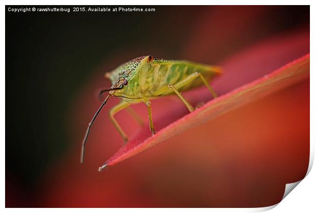 Shield Bug On Red Leaf Print by rawshutterbug 