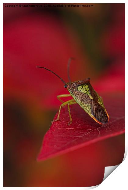 Hawthorn Shieldbug Print by rawshutterbug 