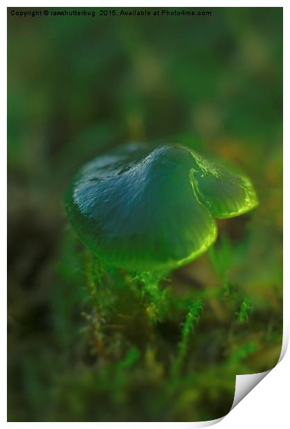 Parrot Toadstool Print by rawshutterbug 