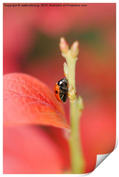 Ladybug On An Autumn Leaf Print by rawshutterbug 