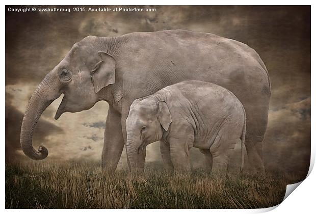 Elephant Mother and Calf Print by rawshutterbug 