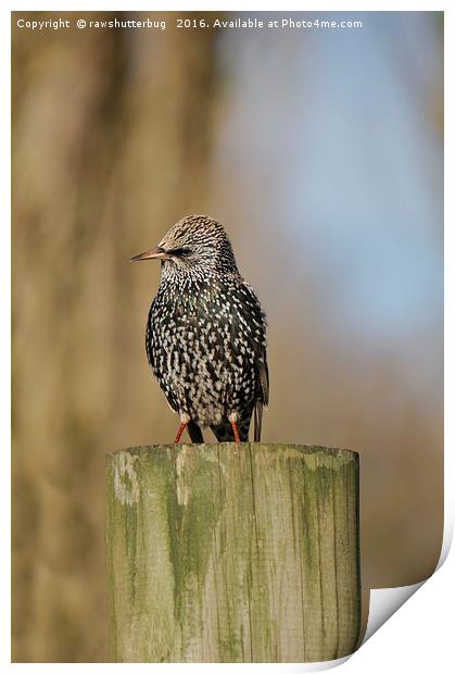 Starling On A Tree Chunk Print by rawshutterbug 