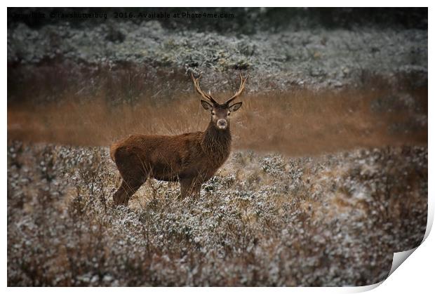 Red Deer Stag In The Wild Print by rawshutterbug 