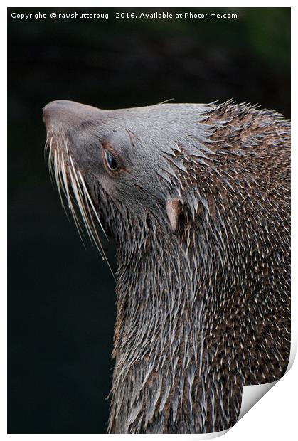 Wet Fur Seal Print by rawshutterbug 