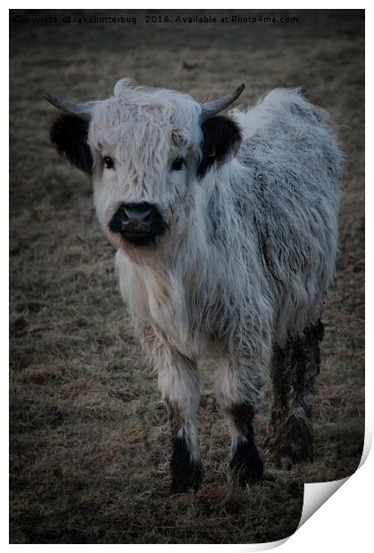 White Highland Cattle - High Park Cow Print by rawshutterbug 