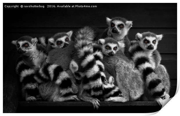 Gang Of Ring-Tailed Lemurs Print by rawshutterbug 