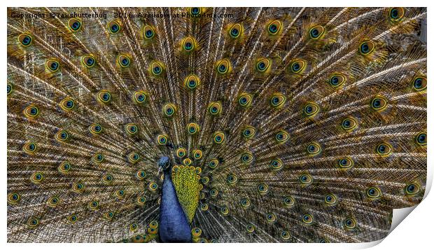 Peacock Plumage Print by rawshutterbug 