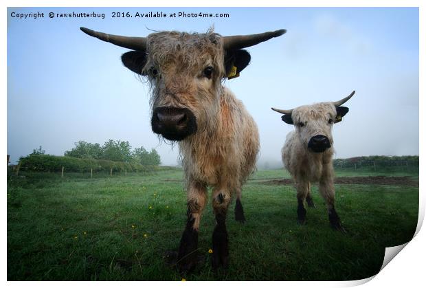 Young White High Park Cattle Print by rawshutterbug 