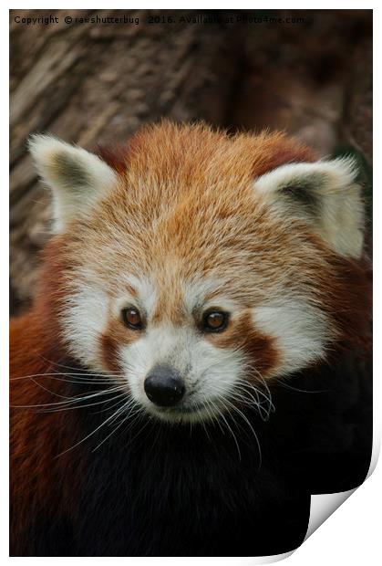 Watchful Red Panda Print by rawshutterbug 