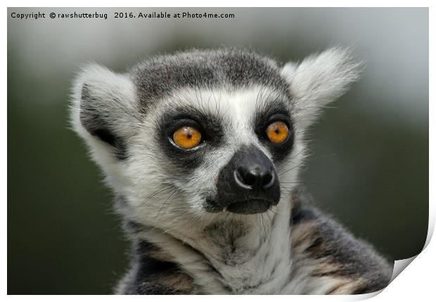 Ring-Tailed Lemur Stare Print by rawshutterbug 