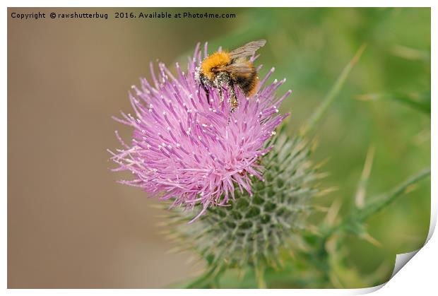 Bee Collecting Pollen On A Summer Thistle Print by rawshutterbug 