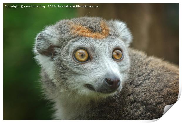 Female Crowned Lemur Print by rawshutterbug 