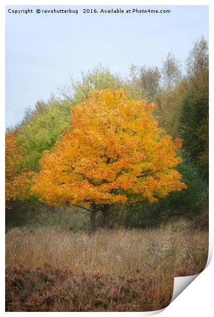 Chasewater Autumn Tree Print by rawshutterbug 