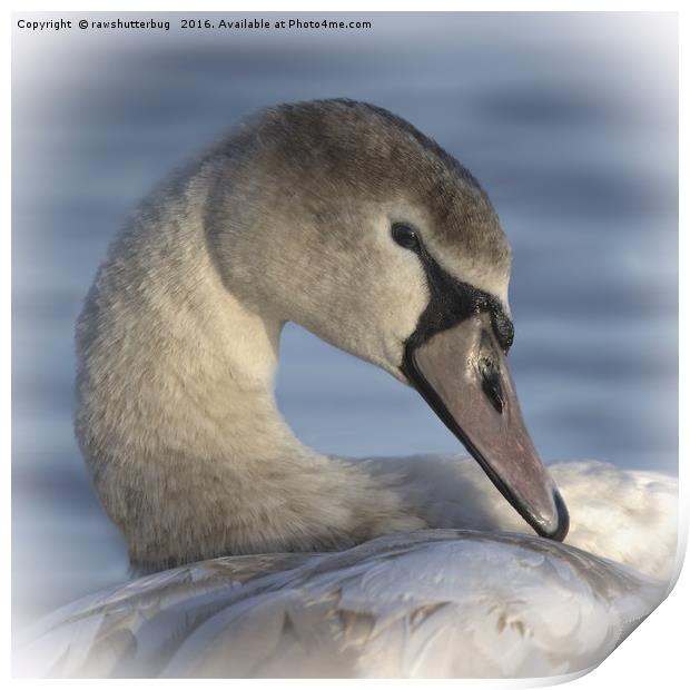  Beautiful Swan Print by rawshutterbug 