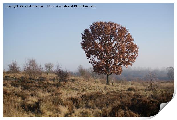 Single Tree On Chasewater Heath Print by rawshutterbug 