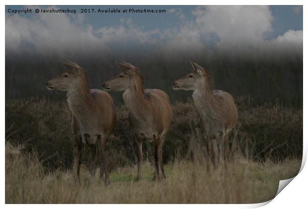 Three Red Deer Print by rawshutterbug 