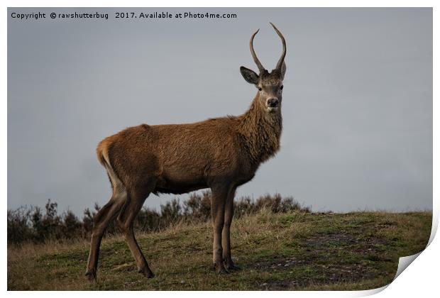 Young Buck Print by rawshutterbug 