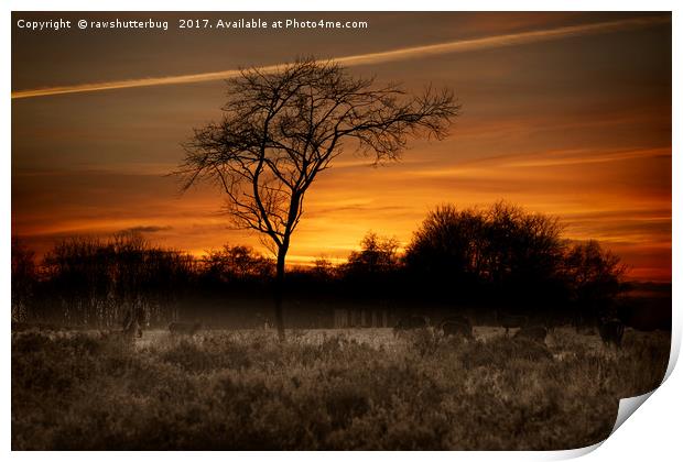 A Herd Of Red Deer At Sunset Print by rawshutterbug 