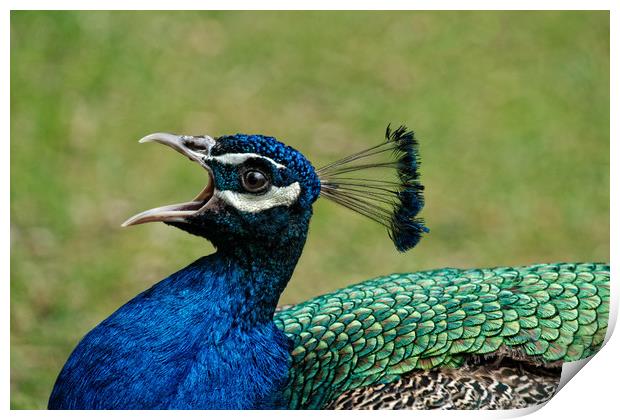 Peacock Mating Call Print by rawshutterbug 