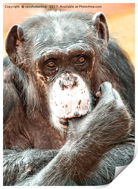 Thumb Sucking Chimpanzee Print by rawshutterbug 