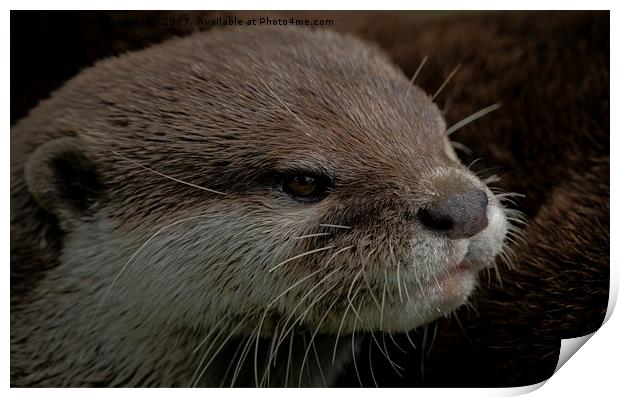 Otter Print by rawshutterbug 